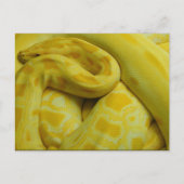 Yellow Burmese Python Postkarte (Vorderseite)