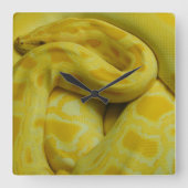 Yellow Burmese Python Quadratische Wanduhr (Vorderseite)