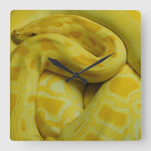 Yellow Burmese Python Quadratische Wanduhr (Vorderseite)