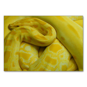 Yellow Burmese Python Tischnummer