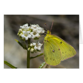 Yellow Butterfly