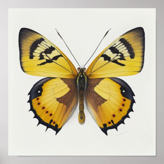 Yellow Butterfly Art Print Poster (Vorne)