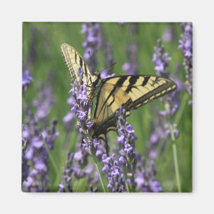 Yellow Butterfly auf Lavendel Magnet
