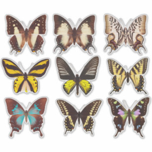 Yellow Butterfly Collection 14" Vinyl Sticker