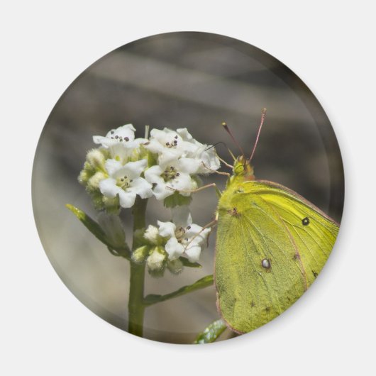 Yellow Butterfly Magnet (Vorne)