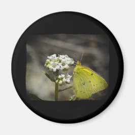 Yellow Butterfly Magnet