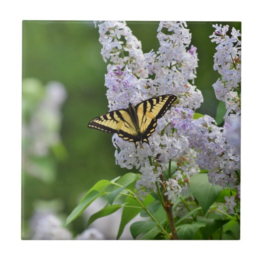 Yellow Butterfly on Lilac Tree Fliese (Vorderseite)