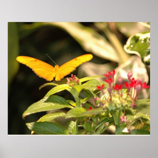 Yellow Butterfly Poster (Vorne)