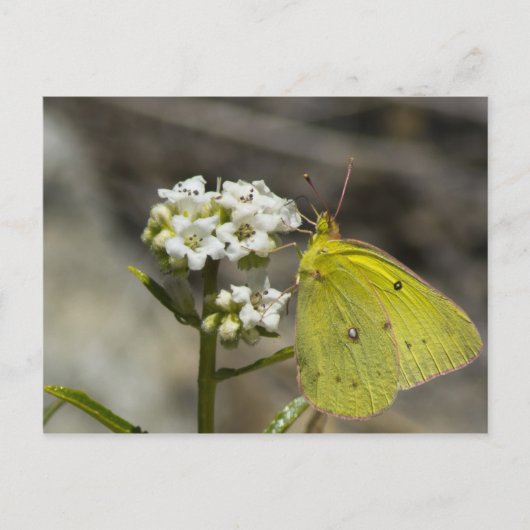 Yellow Butterfly Postkarte (Vorderseite)