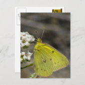 Yellow Butterfly Postkarte (Vorne/Hinten)