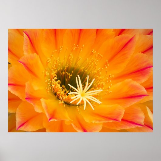 Yellow Cactus Blossom Poster (Vorne)