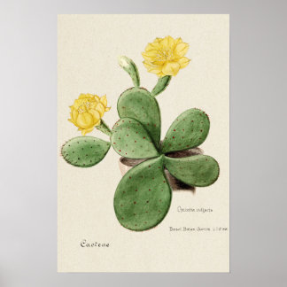 Yellow Cactus Blume Botanische Kunst Poster