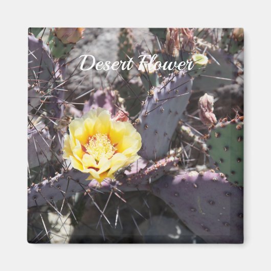 Yellow cactus flower in spring magnet (Vorne)