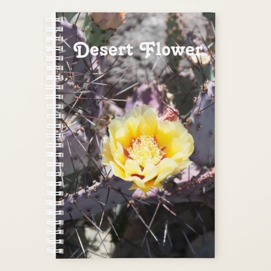 Yellow cactus flower in spring planer (Vorderseite)