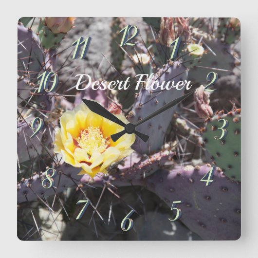 Yellow cactus flower in spring quadratische wanduhr (Vorderseite)