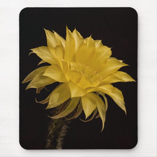 Yellow Cactus Flower Mousepad (Vorne)