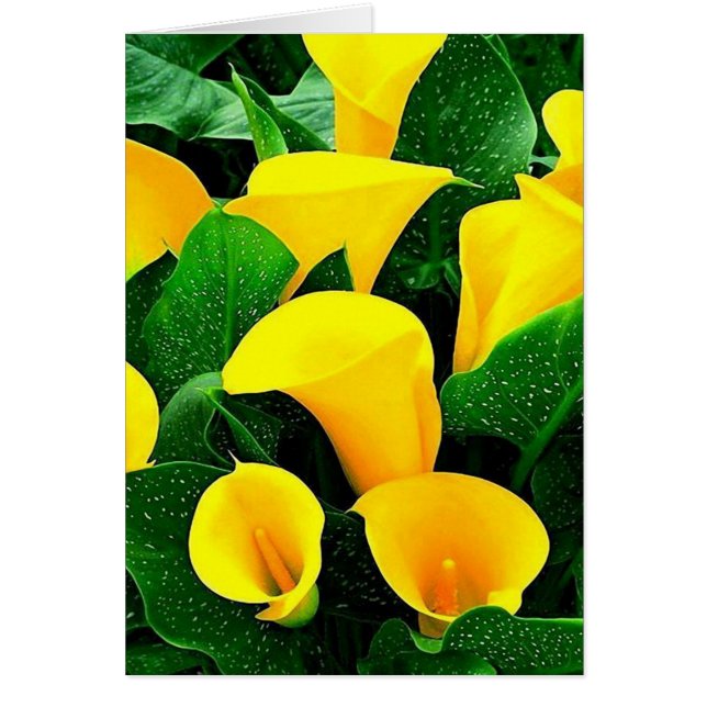 Yellow Calla Lilies (Vorne)