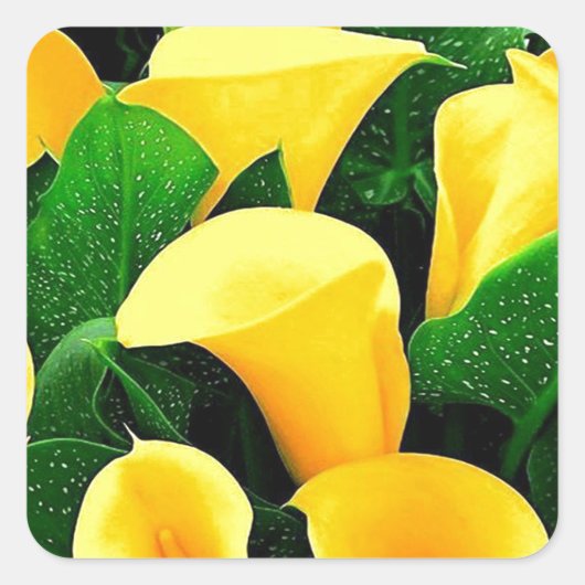 Yellow Calla Lilies Quadratischer Aufkleber (Vorderseite)