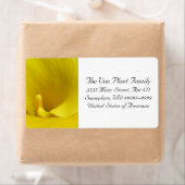 Yellow Calla Lily Blume (Insitu)