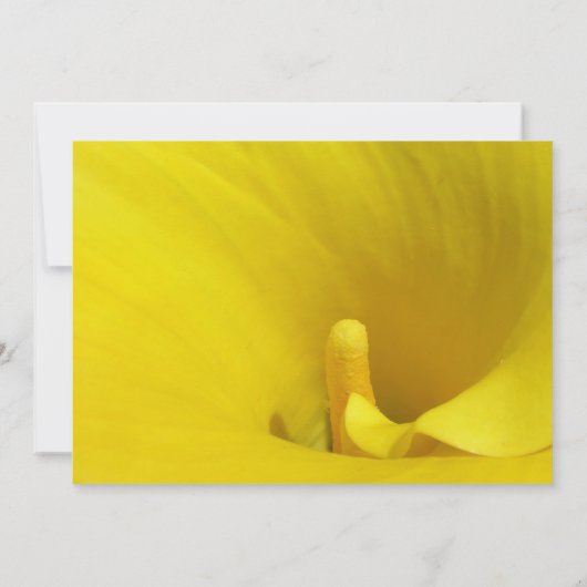 Yellow Calla Lily Blume Einladung (Rückseite)