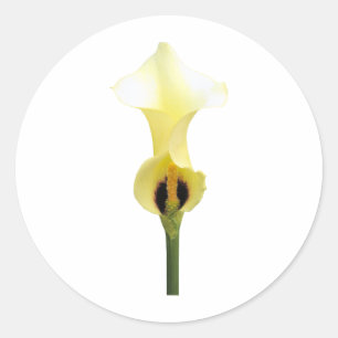 Yellow Calla Lily Runder Aufkleber