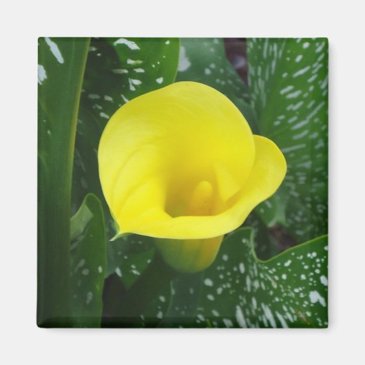 Yellow Calla Magnet (Vorne)