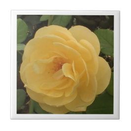 Yellow Camellia Tile Fliese