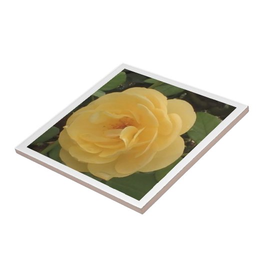 Yellow Camellia Tile Fliese (Seite)