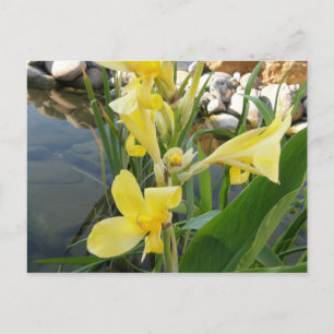 Yellow Canna Lily Blume Postkarten