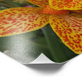 Yellow Canna Lily with Red Speckles Floral Fotodruck (Ecke)