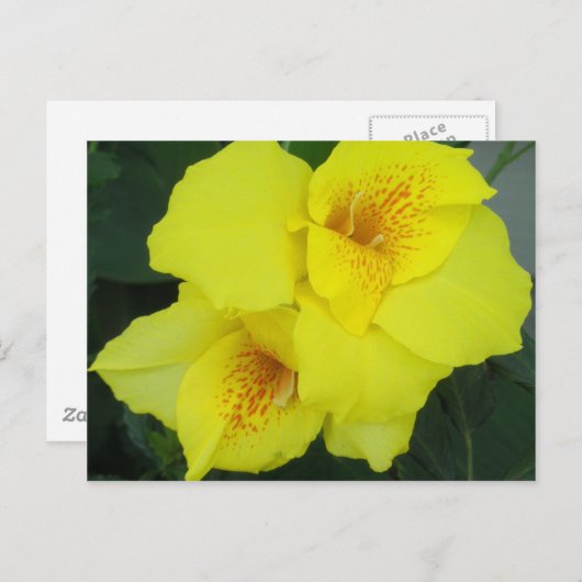 Yellow Cannas Canna Lilies Blume Foto Postkarte (Vorne/Hinten)