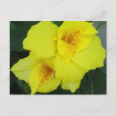 Yellow Cannas Canna Lilies Blume Foto Postkarte (Vorderseite)