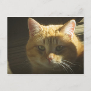 Yellow Cat Portrait Postkarte