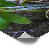 Yellow Cattleya Orchids in Hawaii Poster (Ecke)