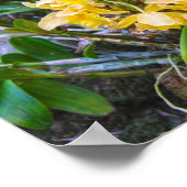 Yellow Cattleya Orchids in Hawaii Poster (Ecke)
