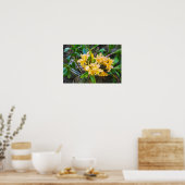 Yellow Cattleya Orchids in Hawaii Poster (Küche)