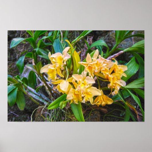 Yellow Cattleya Orchids in Hawaii Poster (Vorne)