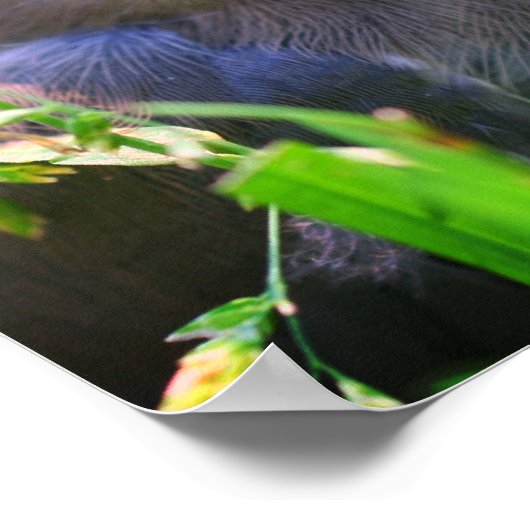 Yellow Cedar Waxwing Fledgling Bird Poster (Ecke)