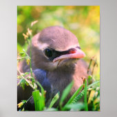 Yellow Cedar Waxwing Fledgling Bird Poster (Vorne)