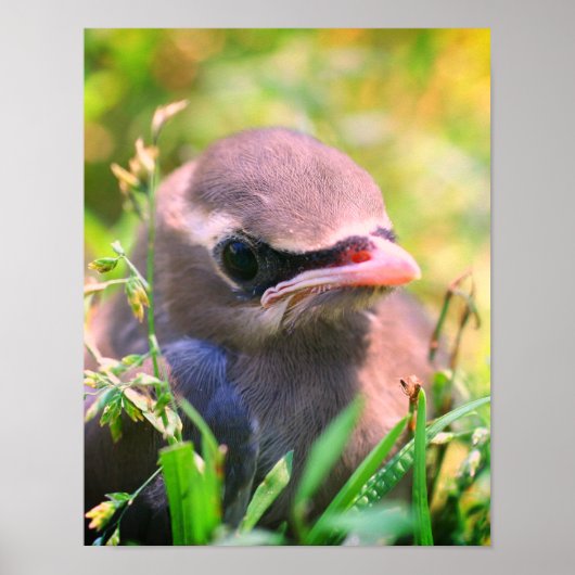 Yellow Cedar Waxwing Fledgling Bird Poster (Vorne)