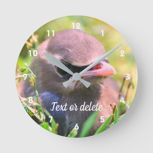 Yellow Cedar Waxwing Fledgling Bird Runde Wanduhr (Vorderseite)