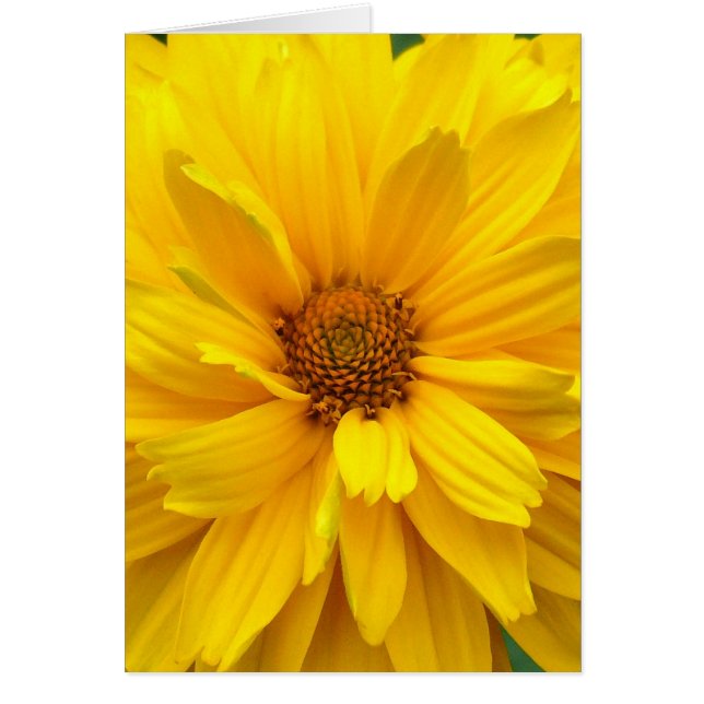 Yellow Chrysanthemum (Vorne)