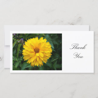 Yellow Chrysanthemum - Danke