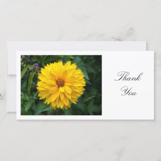 Yellow Chrysanthemum - Danke