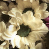 YELLOW CHRYSANTHEMUM FOTODRUCK