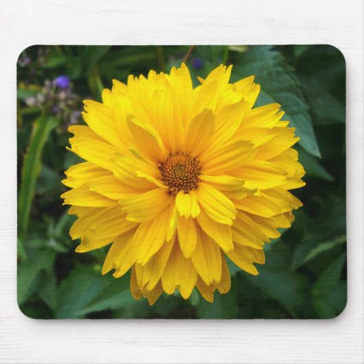 Yellow Chrysanthemum Mousepad (Vorne)