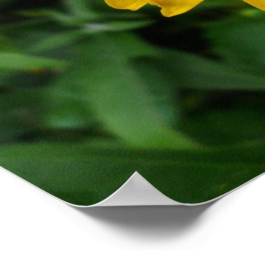 Yellow Chrysanthemum Poster (Ecke)