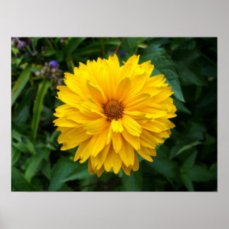 Yellow Chrysanthemum Poster