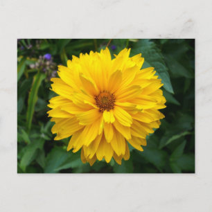 Yellow Chrysanthemum Postkarte
