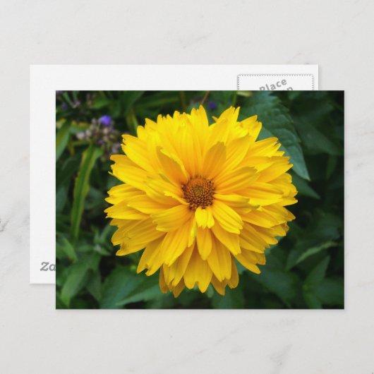 Yellow Chrysanthemum Postkarte (Vorne/Hinten)